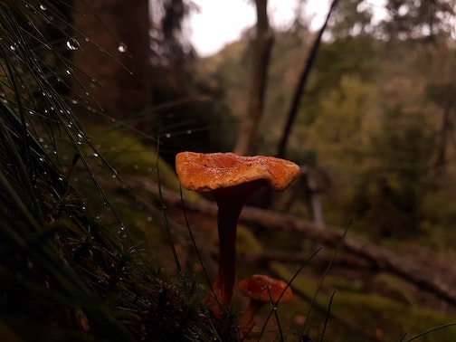 Autumn in the forest in Bergen, Norway